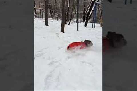 Excited Frenchie's Snow Fail!