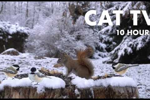 Red Squirrels in a Scenic Winter Forest - 10 Hour Video for Pets and People - Cat TV - Dec 15, 2023