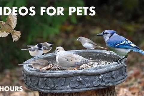 Saturday Morning Cartoons for Pets - 10 Hours of Doves, Juncos, Sparrows - Cat TV - Dec 16, 2023