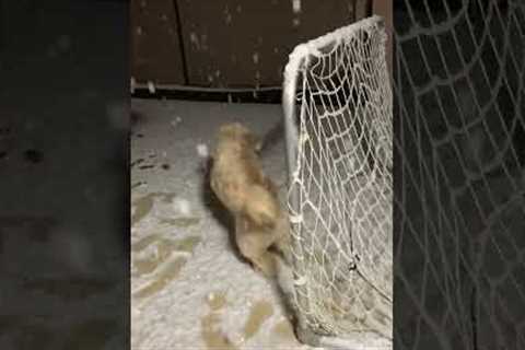 Playful Pup Gets Excited Seeing Snow!