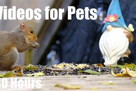 Sunday Morning Brunch for Hungry Backyard Squirrels - 10 Hour Video for Pets - Cat TV - Dec 17, 2023