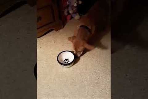 Messy Puppy Plays With Water Bowl