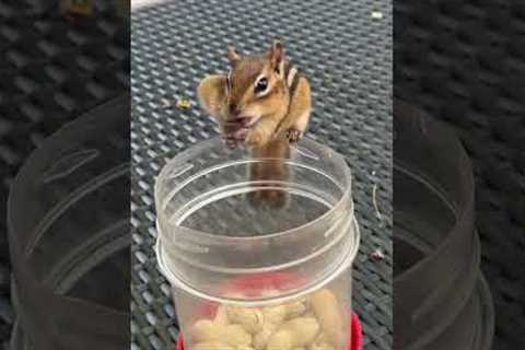 Hungry Squirrel Packs Peanuts Into Mouth