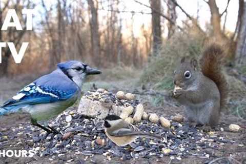 Red Squirrels, Blue Jays, Woodpeckers and Forest Friends - 10 Hour Video for Pets - Dec 20, 2023