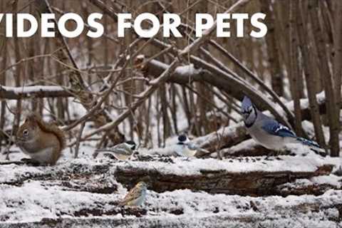 10 Hours of Animals in a Snowy Forest in Canada - Videos for Pets and People - Cat TV - Dec 21, 2023