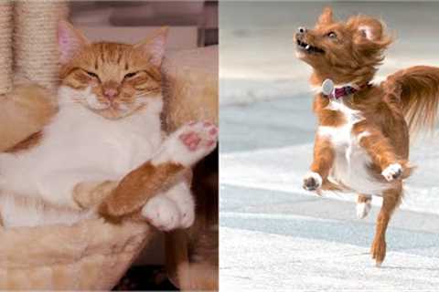 😅 Funniest 🐶 Dogs And Cutest 😽 Cats - Awesome Funny Pets