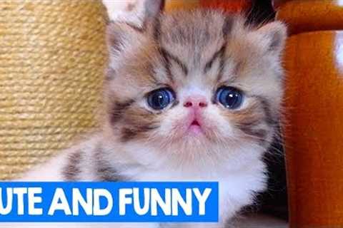 Cute And Funny Pet Moments: Best of Cats & Dogs 2018 | Cute Critters TV