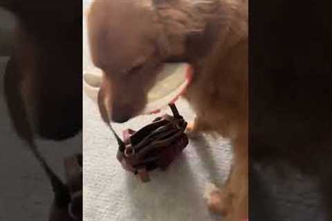 Funny Dog Gives Gifts To Pet Parent!