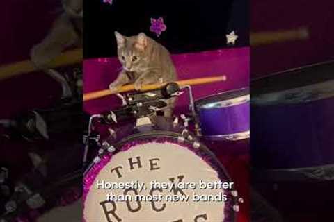 The Coolest Cat Band! 😎 | Funniest Pets of the Week!