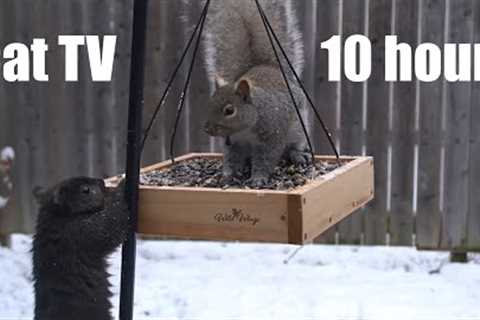 Sunday Morning Brunch for Squirrels in the Snow - 10 Hour Video for Pets - Cat TV - Dec 24, 2023