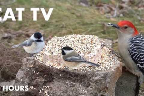 Red-bellied Woodpeckers, Blue Jays and Backyard Birds - 10 Hour Cat TV for Pets - Dec 22, 2023