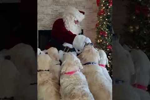 Santa Visits Golden Retrievers!!