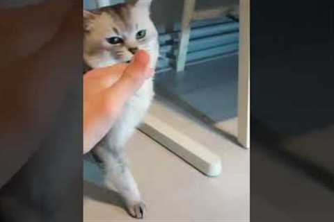 Cranky Cat Doesn't Want To Be Petted