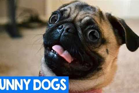 Try Not To Laugh Challenge: Funny Dogs Compilation 2018 | Best Pet Moments | Cute Critters TV