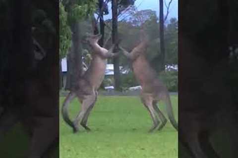 Kangaroos Enjoy Boxing Day!!