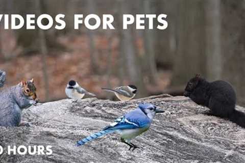 Boxing Day Birds and Squirrels in the Forest - 10 Hour Video for Pets - Cat TV - Dec 26, 2023