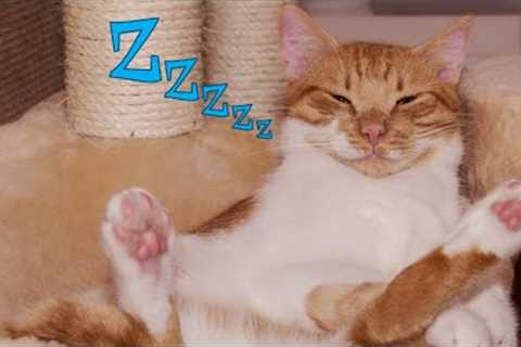 Cute Cats 😽 Being Lazy And 😴 Sleeping - Funny Sleepy Kittens