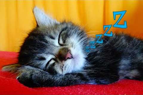 Funny Cats 😸 Sleeping 😴 - Cute Kittens Taking A Nap