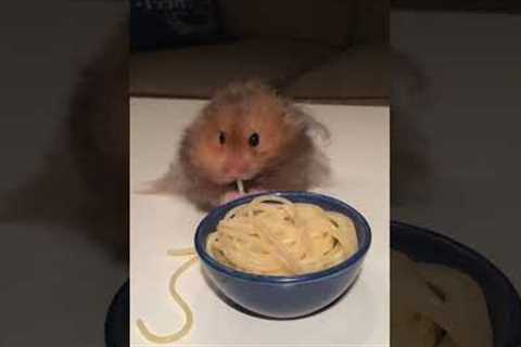 Hungry Hampster Chows Down On Noodles