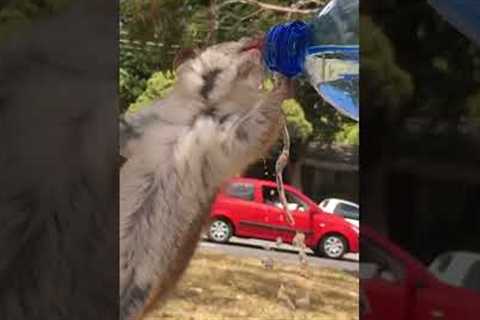 Parched Possum Drinks From Water Bottle