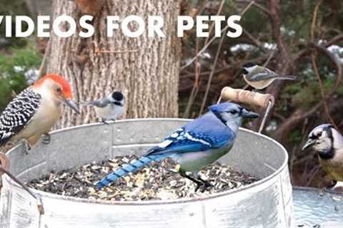 A Bucket of Birds in the Backyard - Red-bellied Woodpeckers, Jays and More! - Cat TV - Dec 29, 2023