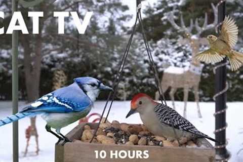 Saturday Morning Cartoons for Pets - 10 Hour Winter Wonderland Edition - Cat TV - Dec 30, 2023