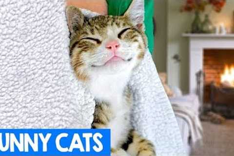 Funniest And Most Laugh Out Loud Cat Videos 2018 | Funny Cat Compilation | Cute Critters TV