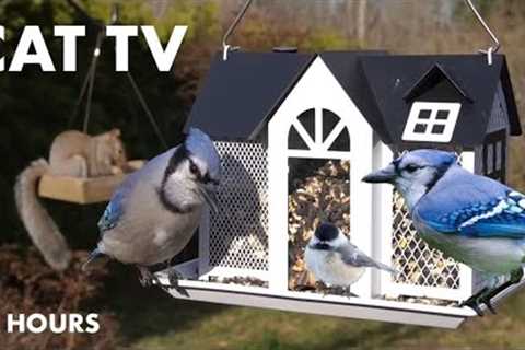 New Years Eve Party for Backyard Birds - 10 Hour Video for Pets and People- Cat TV - Dec 31, 2023