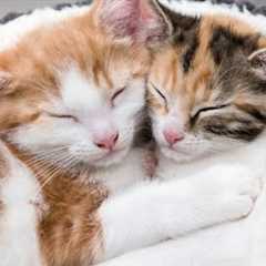 Feline Friends: The Cutest Cat Videos