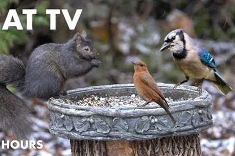 Happy New Years from Handsome Nature! - 10 Hour Backyard Birds and Squirrels - Cat TV - Jan 01, 2024