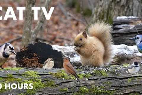 Blonde Squirrels, Woodpeckers and Forest Friends - 10 Hour Video for Pets - Cat TV - Dec 27, 2023