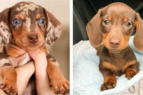 These Dashshund Puppies Are So Cute!🥰😋 Let's See What These Puppies Doing With Me 😍 | Cute Puppies