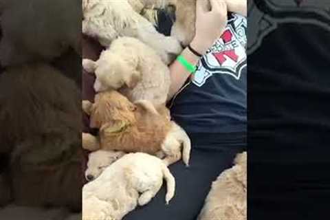 Precious Puppies Cuddle With Pet Parent On Big Pillow