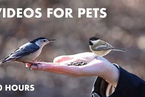 Nature at Your Fingertips - 10 Hours of Forest Birds and Animals - Cat TV for Pets - Jan 03, 2024