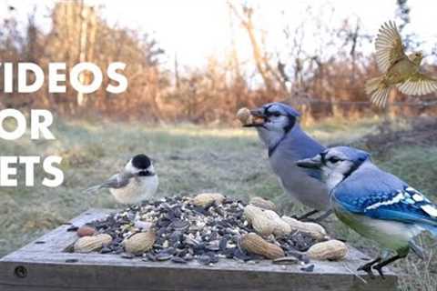 Blue Jays, Ravens, Woodpeckers and Backyard Animals - 10 Hour Video for Pets - Cat TV - Jan 04, 2024