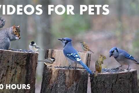 Boardwalk Blue Jays and Forest Animals - 10 Hour Video for Pets and People - Cat TV - Jan 05, 2024