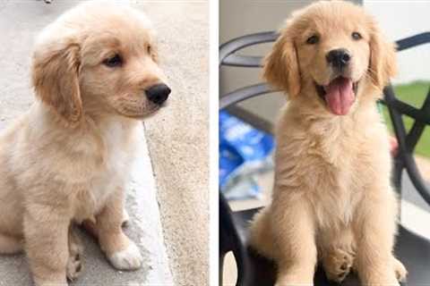 🐶These Golden Puppies Will Make You Genuinely Happy While Watching 🐶 | Cute Puppies