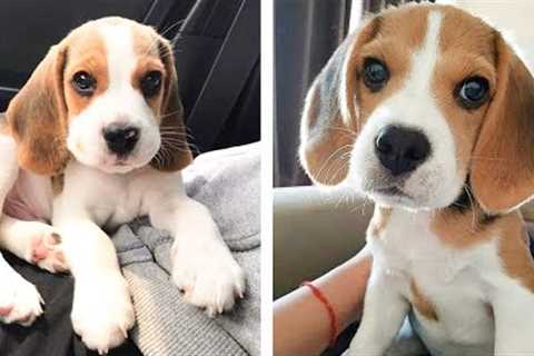 Let's See What These Adorable Beagle Puppies Are Doing😍😘 | Cute Puppies