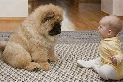 When you become my first best friend -  Cute dog and their little companion