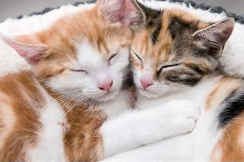 Feline Friends: The Cutest Cat Videos