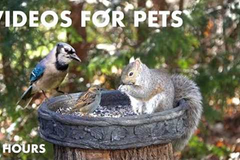 Backyard Breakfast for Birds and Squirrels - 10 Hour Video for Pets - Cat TV - Jan 07, 2024