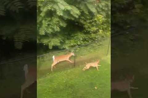 Adorable Deer And Dog Have Play Date By Fence