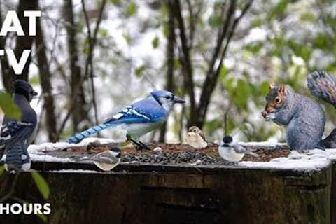 Birds and Squirrels in the Winter Snow - 10 Hour Video for Pets and People - Cat TV - Jan 08, 2024