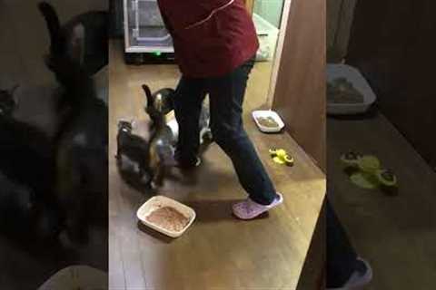 Cats Go Crazy for Food!