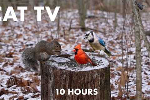 Pileated Woodpeckers, Turkeys and Animals in a Snowy Forest - 10 Hour Cat TV for Pets - Jan 09, 2024