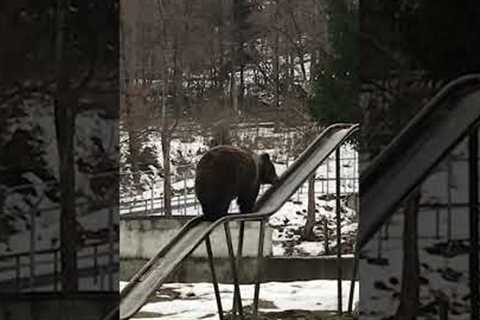 Silly Bear Rides Down Slide!