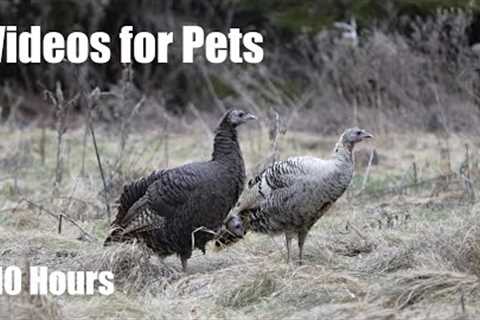 Wild Turkeys, Squirrels and Birds in a Canadian Forest - 10 Hour Video for Pets - Jan 10, 2024