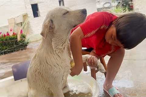 When your dog doesn't want to take a bath Funny Dog's Reaction