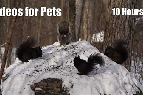 A Scurry of Squirrels on a Snowy Rock - 10 Hour Video for Pets and People - Cat TV - Jan 11, 2024