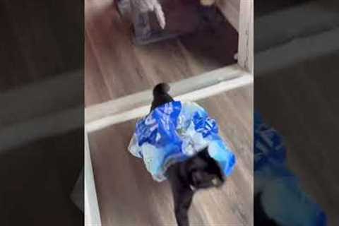 Boxed & Wrapped Cats: Adorably Hilarious Feline Follies! #cats #funny #shorts #cat #stuck